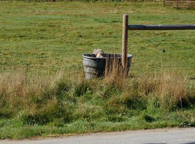 Smoke in tank 1 Smoke in tank 1