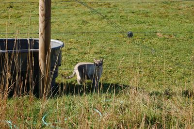 Smoke in tank 3 Smoke in tank 3