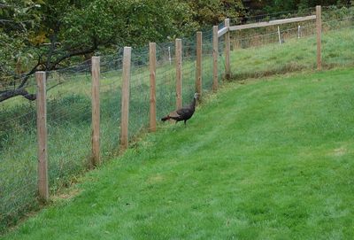 Turkey in dog yard