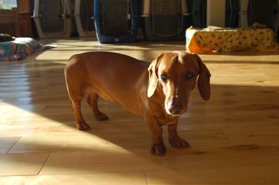 Willy the Dachshund 1 Willy the Dachshund 1