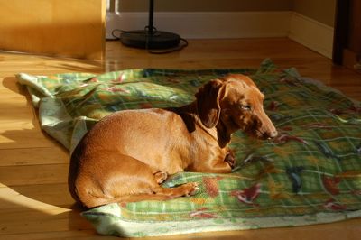 Willy the Dachshund 2 Willy the Dachshund 2