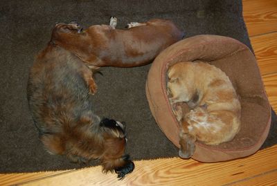 Three doxies on bed Three doxies on bed