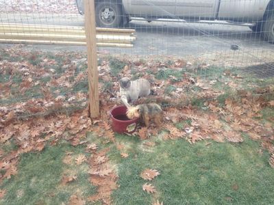 Penny with Smoke Penny with Smoke