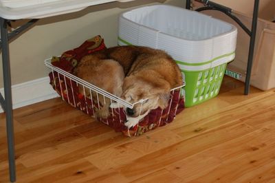 Madison in basket 1 Madison in basket 1