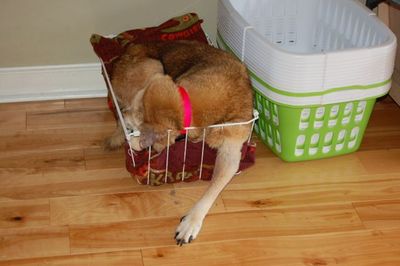 Madison in basket 2 Madison in basket 2