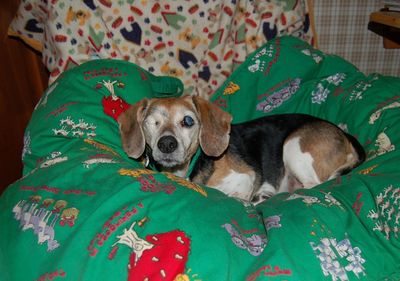 Widget on Christmas blanket