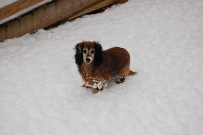 Sophie with snow