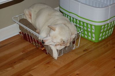Spinner in basket