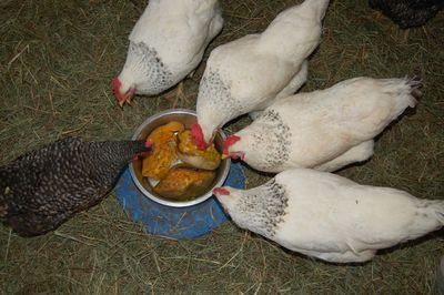 Chickens eating squash Chickens eating squash