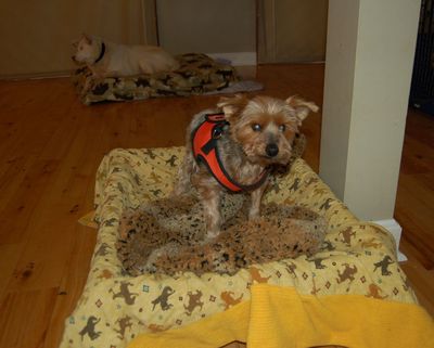 Bently on cot Bently on cot