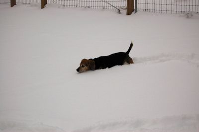 Widget in snow 1