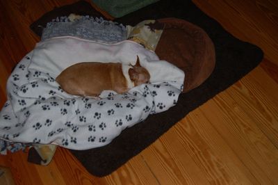 Wilbur on Christmas Eve