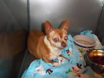 Wilbur in shelter cage