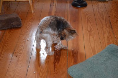 Bentley licking snow off