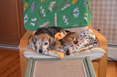 Widget and Dexter on chair Widget and Dexter on chair