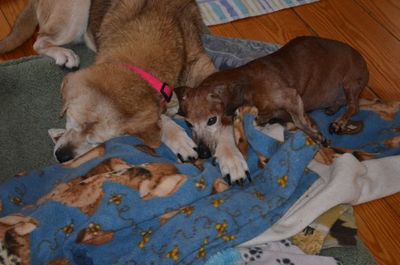 Dexter and Madison on blanket Dexter and Madison on blanket