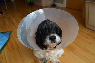 Scamp with cone Scamp with cone