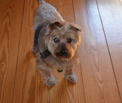 Bentley looking at camera Bentley looking at camera