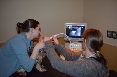 Bentley eye ultrasound Bentley eye ultrasound