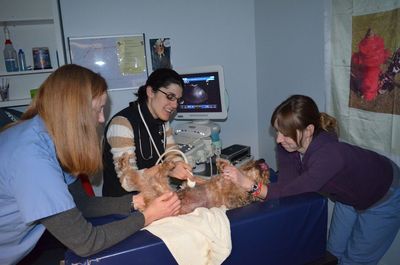 Bentley ultrasound Bentley ultrasound