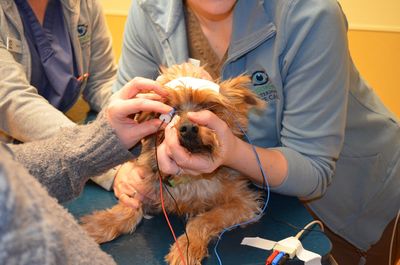 Bentley ERG 1 Bentley ERG 1