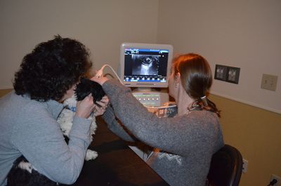 Scamp with Dr Hoy 2 Scamp with Dr Hoy 2