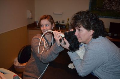 Scamp with Dr Hoy 1 Scamp with Dr Hoy 1