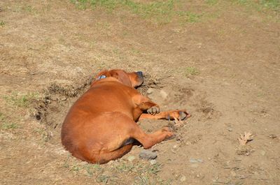 Jake in hole Jake in hole