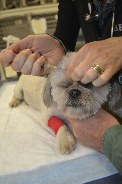 Zach with needle aspirate