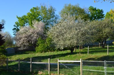Apple blossoms 1 Apple blossoms 1