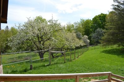 Apple blossoms 2 Apple blossoms 2