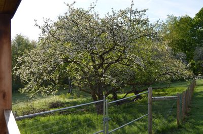 Apple blossoms 3 Apple blossoms 3
