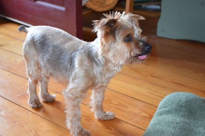 Bentley with tongue Bentley with tongue