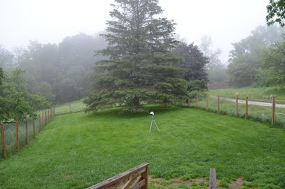 Fog front yard June 26 Fog front yard June 26