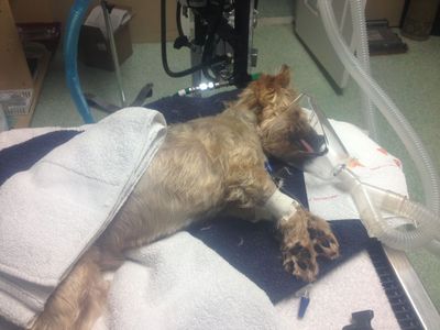 Bentley at emergency clinic Bentley at emergency clinic