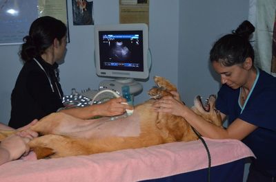 Darla ultrasound Darla ultrasound