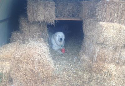 Aaron with kong 1 Aaron with kong 1
