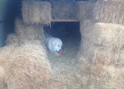 Aaron with kong 2 Aaron with kong 2