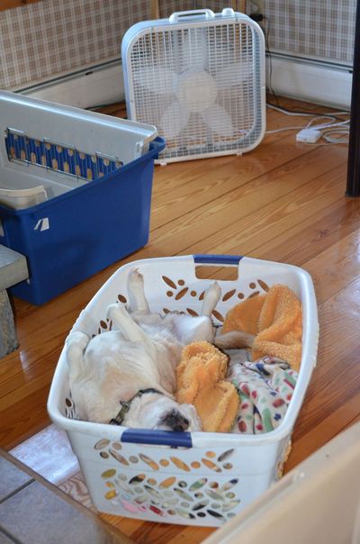 Aurora in basket with fan Aurora in basket with fan