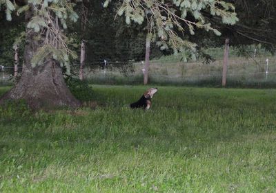 Widget under tree Widget under tree