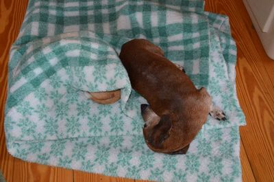 Dexter sleeping Dexter sleeping