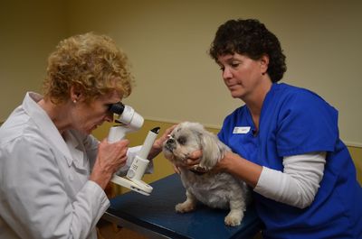 Zach eye exam Zach eye exam