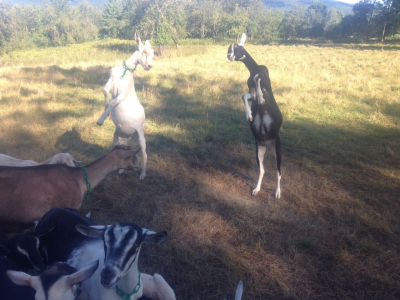 Goats rearing up