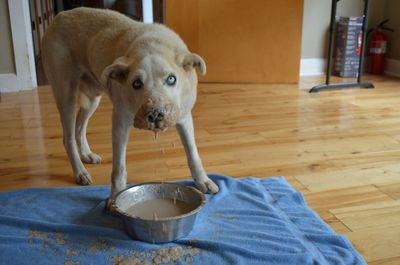 Travis dripping over bowl