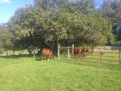 Horses under apple tree August 17