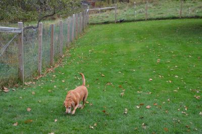 Turkey in front yard