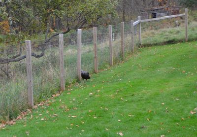 Turkey in front yard 2