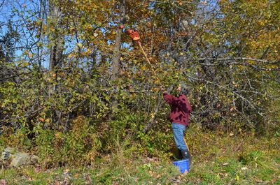 Alayne picking apples Oct 12 Alayne picking apples Oct 12