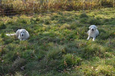 Gina and Joshua in pasture Gina and Joshua in pasture