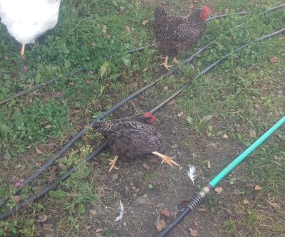 Henny penny Henny penny